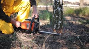 How Our Tree Care Process Works  in  Coushatta, LA