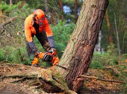 Trusted Coushatta, LA Tree Services Experts