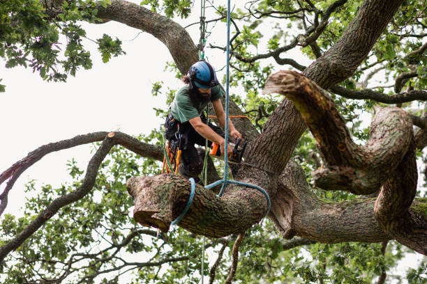 Best Firewood Processing and Delivery  in Coushatta, LA