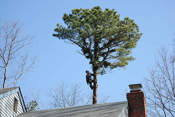 Tree and Shrub Care in Coushatta, LA